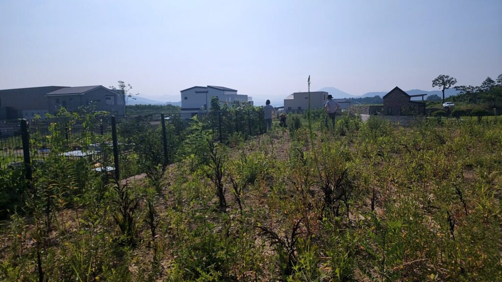 공사를 시작하기 전, 풀과 잡목이 우거져 있던 대지. 단독주택 아름삼간 공사 현장
